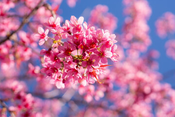 pink cherry blossom