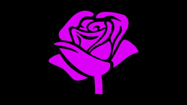 Elegant Pink Rose Vector Illustration on Black Background with Floral Blossom Leaves Romantic Valentine Wedding Decorative Design Pattern