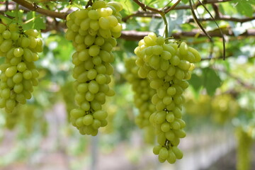 White grape hanging from a vineyard, Sunlight through white grapes in vineyard, Vineyard with white grapes and sun, Grapes in the garden, White Malaka Grape
