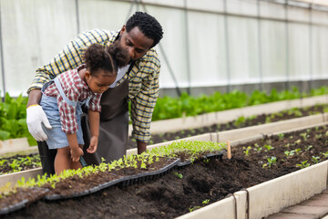 Happy African black people farmer family enjoy play gardening together with girl, child planting...