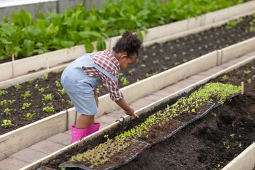 Happy African black farmer girl, Cute lovely preschool child playing planting green plant in greenhouse vegetable farm