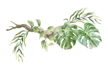 Tropical branch with green leaves of monstera, palm and liana. Hand drawn watercolor illustration isolated on white. For postcards, invitations, summer banners, posters.