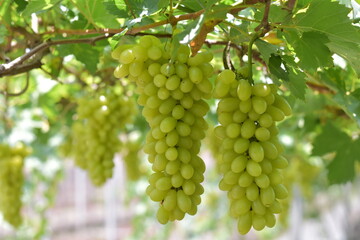 White grape hanging from a vineyard, Sunlight through white grapes in vineyard, Vineyard with white grapes and sun, Grapes in the garden, White Malaka Grape