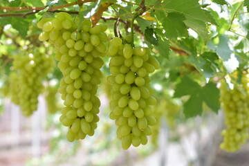 White grape hanging from a vineyard, Sunlight through white grapes in vineyard, Vineyard with white grapes and sun, Grapes in the garden, White Malaka Grape