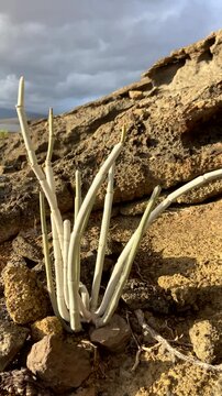 Ceropegia fusca or Cardoncillo gris, Mataperros tropical succulent is endemic to the Canary Islands growing in Montana Pelada natural park,Tenerife,vertical video.