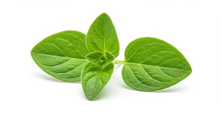 Fresh green oregano leaves arranged elegantly on a white background