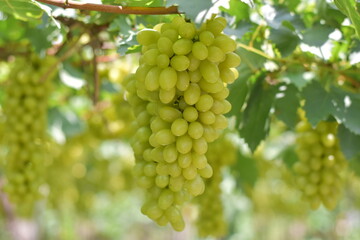 White grape hanging from a vineyard, Sunlight through white grapes in vineyard, Vineyard with white grapes and sun, Grapes in the garden, White Malaka Grape