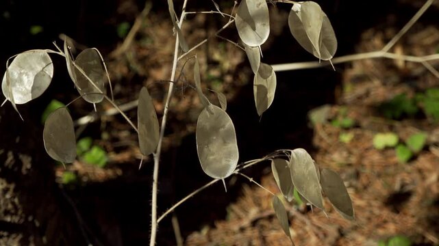 Lunaria Annua Silver Dollar plant stock footage