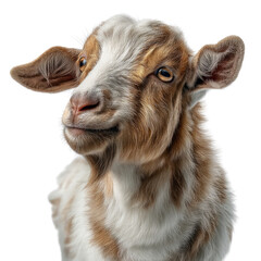 Fototapeta premium Playful goat pose with transparent background animal photography studio setting close-up view