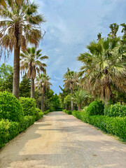 Picturesque alley with palm trees and green shrubs under the blue sky, vacation, resort. High quality photo