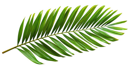 Tropical Green Palm Leaf Isolated on PNG Transparent Background, Cut Out
