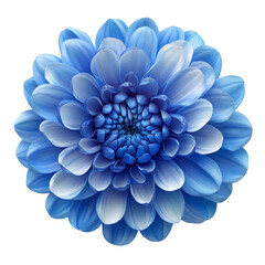 Blue Dahlia Flower Blossom Closeup Macro Shot