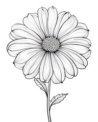 PNG Flower drawing sketch plant.