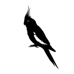 Fototapeta premium Ink-Black Cockatoo Silhouette