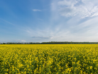 Obraz premium Vibrant Yellow Rapeseed Flowers Blanketing a Rural Field in Spring, Blue Sky and Forest Horizon.Blooming Oilseed Rape Crop:Agricultural Field with Bright Yellow Flowers Under a Partly Cloudy Blue Sky