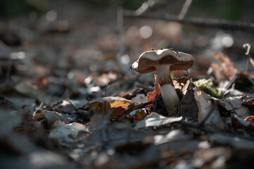 Close-up of a Cortinarius alboviolaceus mushroom surrounded by autumn leaf litter