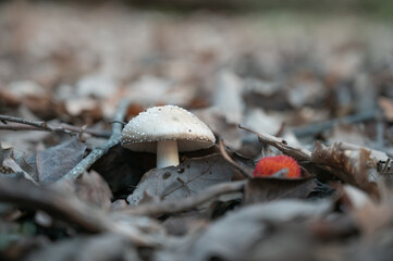 Close-up of an Amanita pantherina mushroom beside a madrone in an autumnal forest