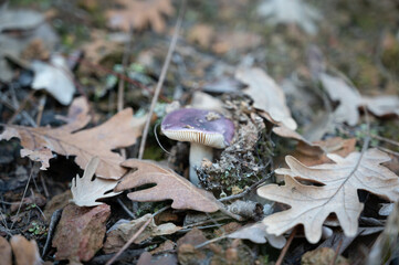 Russula cyanoxantha, known as the charcoal burner mushroom, growing on the forest floor