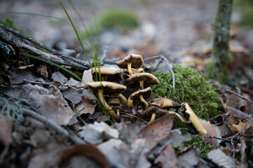 Hypholoma fasciculare mushrooms with greenish gills in an autumnal forest with leaf litter