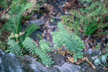 Polypodium vulgare ferns in an autumnal forest setting with seasonal vegetation