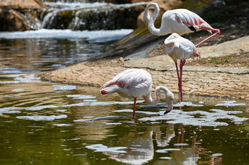 Groupe de flamants roses au bord d'une rivière