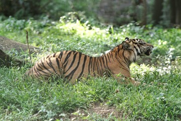 A Sumatran tiger lying in the bushes observing its surroundings