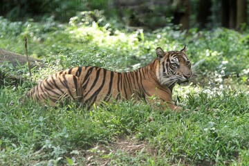 A Sumatran tiger lying in the bushes observing its surroundings