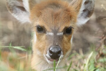 closeup of a cute little sitatunga