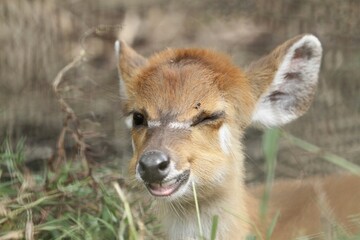 closeup of a little sitatunga blinking