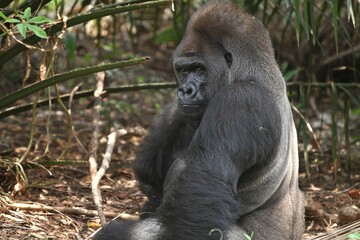 Portrait of a silverback gorilla posing