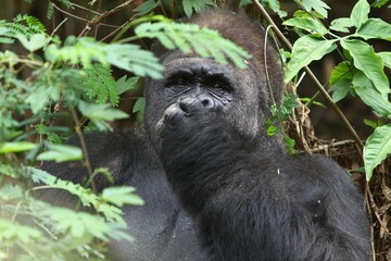 portrait of a silverback gorilla thinking