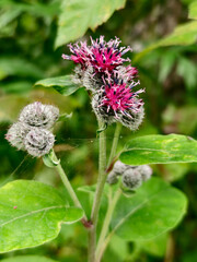 Close-up photography of greater burdock Arctium lappa flowers.