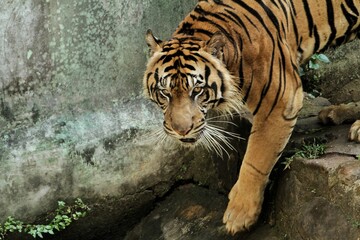 A Sumatran tiger wanders on the edge of the ditch while looking around