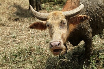 a muddy albino buffalo standing in the field