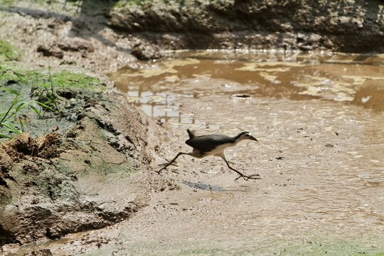 side view of a marsh bird running on mud
