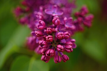 Vibrant lilac flowers bloom in soft sunlight, showcasing intricate details and colors