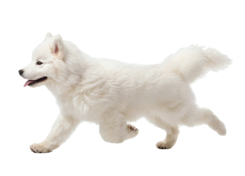 Happy excited Samoyed dog in running pose side profile view on isolated background
