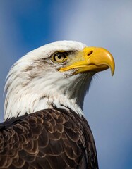 Naklejka premium Majestic bald eagle close-up in natural light