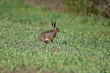 One and a pair of European hare (Lepus europaeus) are photographed close-up sitting on green grass
