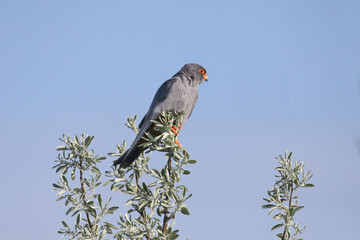 An adult male red-footed falcon (Falco vespertinus) in breeding plumage perched on top of a silver elk against a blue sky