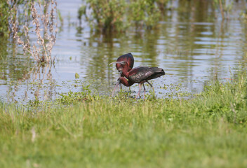 Single and group glossy ibis (Plegadis falcinellus) in breeding plumage filmed close-up on the lake shore on green grass