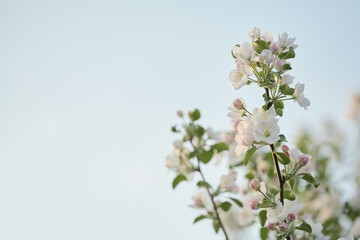 Spring blossoms a serene floral arrangement perfect for seasonal celebrations