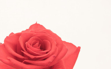 薔薇の赤い花のアップ14
