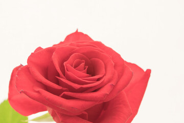 薔薇の赤い花のアップ13