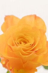 薔薇のオレンジ色の花のアップ10