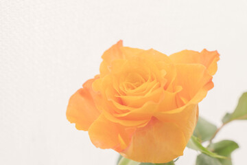 薔薇のオレンジ色の花のアップ12