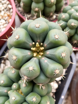 Gymnocalycium LB hybrid is a succulent cactus with spherical ribs, dark green in color, with thorns, hard and sharp, sprouting from a tubercle in the lobe. summer flowering.