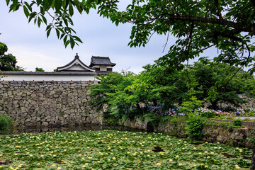 舞鶴公園と紫陽花