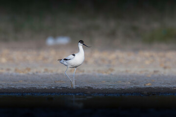 pied avocet in natural habitat