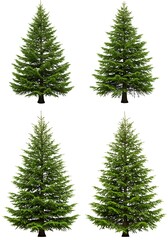 Obraz premium Evergreen Variations
